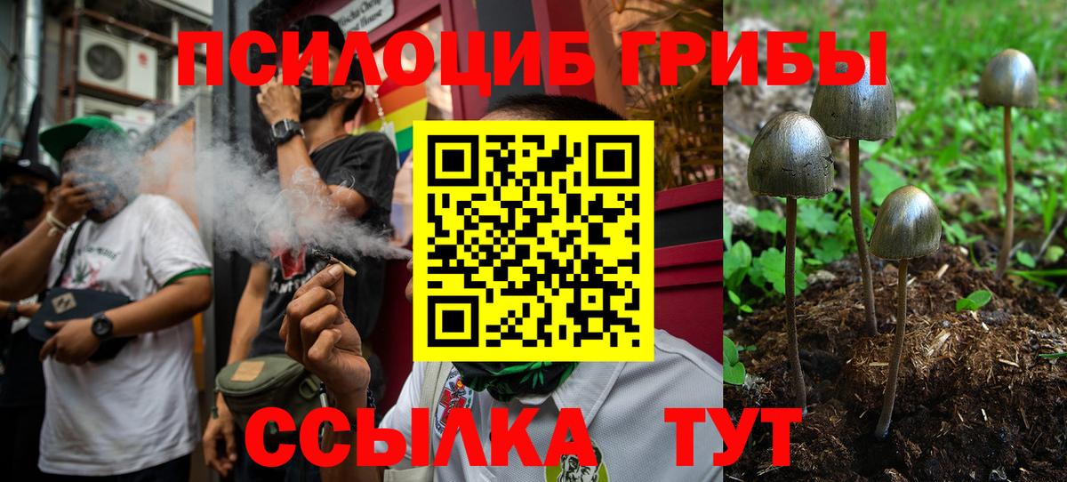 Галлюциногенные грибы Psilocybe  даркнет сайт  Медногорск 